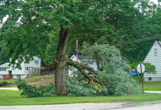 Best Tree Cutting Near Me  in Cape Neddick, ME